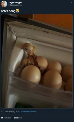 Syok Bukan Main, Warganet Ini Temukan Telur di Kulkasnya Sudah Menetas. (Twitter/@lalaaapoooo)