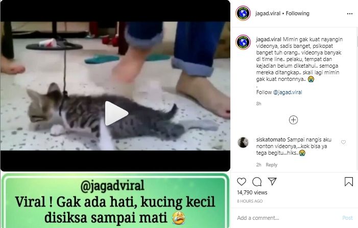 Viral kucing diinjak sampai mati (Instagram).