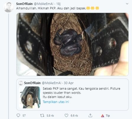 2 Bulan Lockdown, Pria Ini Temukan Telur Burung Menetas dalam Sepatunya