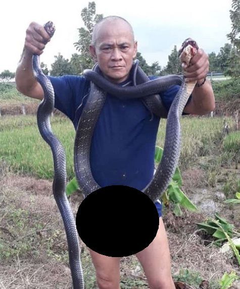 Ki Alex berhasil menangkap ular king cobra [Instagram/Panji Petualang]