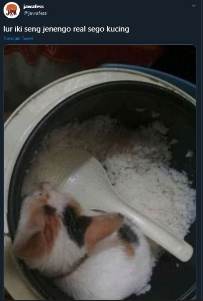 Gemas Sekaligus Ngeselin, Kucing Ini Masuk ke Dalam Magic Jar Berisi Nasi. (Twitter/@jawafess)