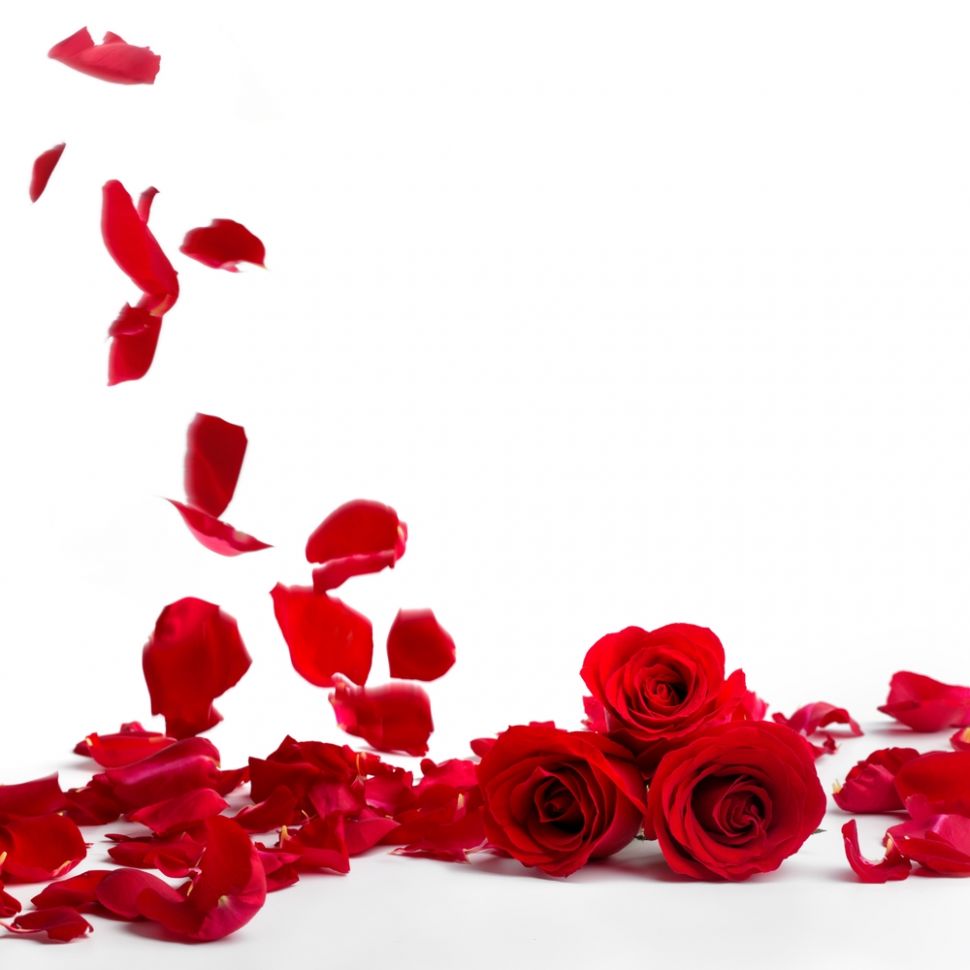 Kelopak bunga mawar merah. (Shutterstock)