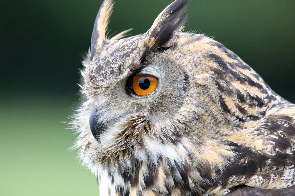 Ilustrasi burung hantu elang atau eurasia eagle-owl. (Pixabay/ Kevinsphotos)