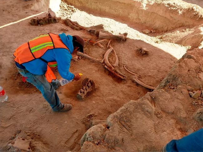 Arkeolog Temukan Kuburan Raksasa Berisi 60 Mamut (Dok. Instituto Nacional de Antropología e Historia)