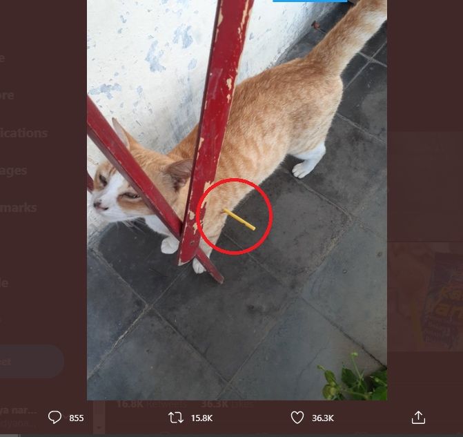 Disangka Tertusuk Permen Lolipop, Potret Kucing Oren Ini Sempat Bikin Panik. (Twitter/kochengfess)