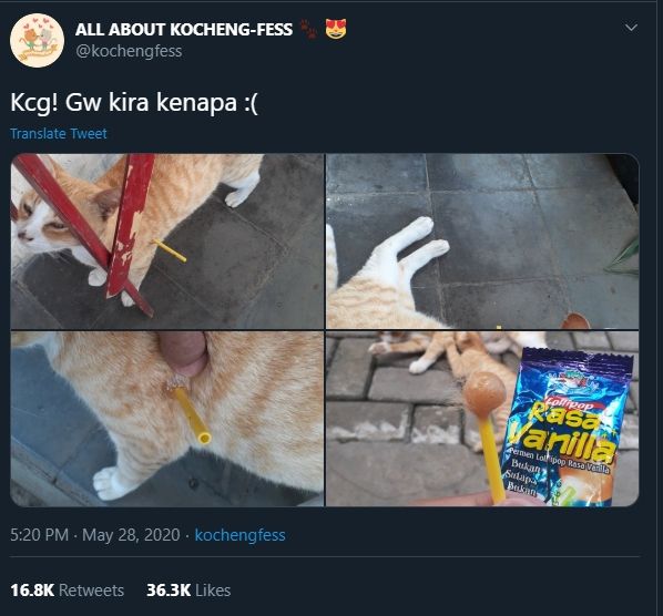 Disangka Tertusuk Permen Lolipop, Potret Kucing Oren Ini Sempat Bikin Panik. (Twitter/kochengfess)