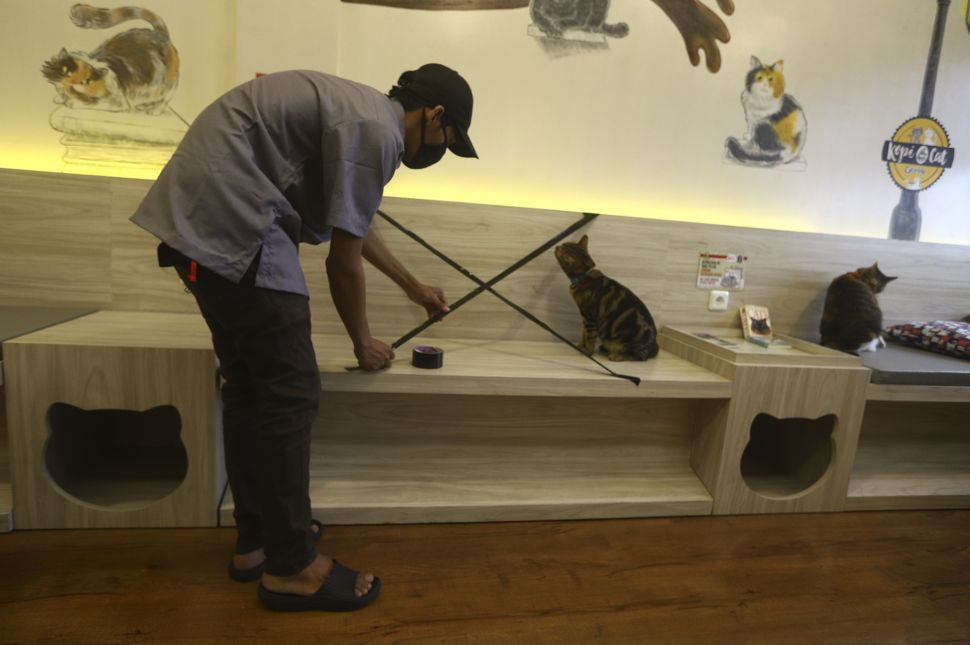 Intip Persiapan Kafe Kucing Menyambut New Normal