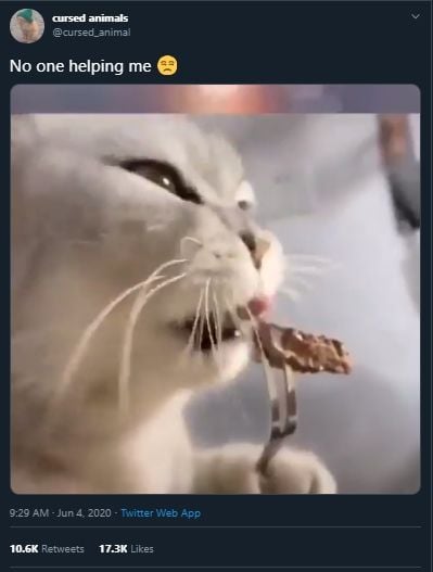 Kelewat Gemas, Kucing Ini Peragakan Bagaimana Cara Membuat Steak Lezat. (Twitter/@cursed_animals)