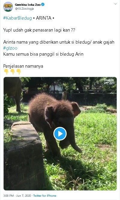 Arinta si bledug Gembira Loka - (Twitter/@GLZooJogja)