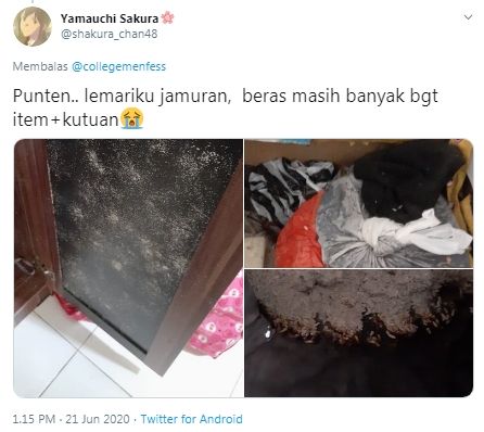 Cerita mahasiswa kosannya dipenuhi rayap usai ditinggal berbulan-bulan (Twitter/collegemenfess)