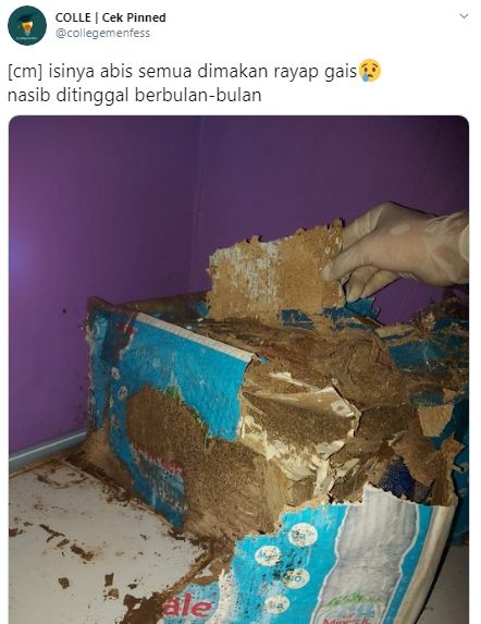 Cerita mahasiswa kosannya dipenuhi rayap usai ditinggal berbulan-bulan (Twitter/collegemenfess)