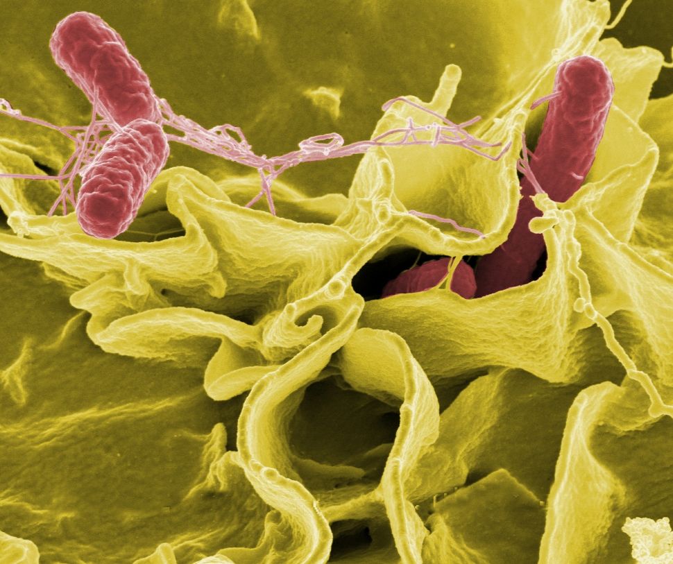 Ilustrasi bakteri salmonella. (Pixabay)