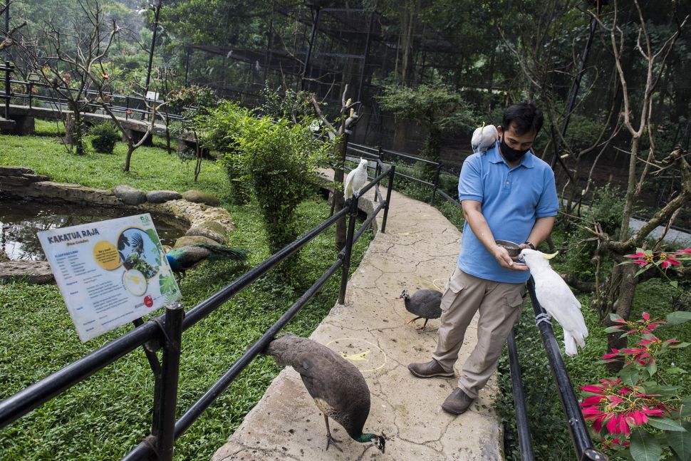 Pekerja memberi makan berbagai jenis burung di Kebun Binatang Bandung (Bandung Zoological Garden), Bandung, Jawa Barat, Sabtu (27/6/2020). [ANTARA FOTO/M Agung Rajasa]