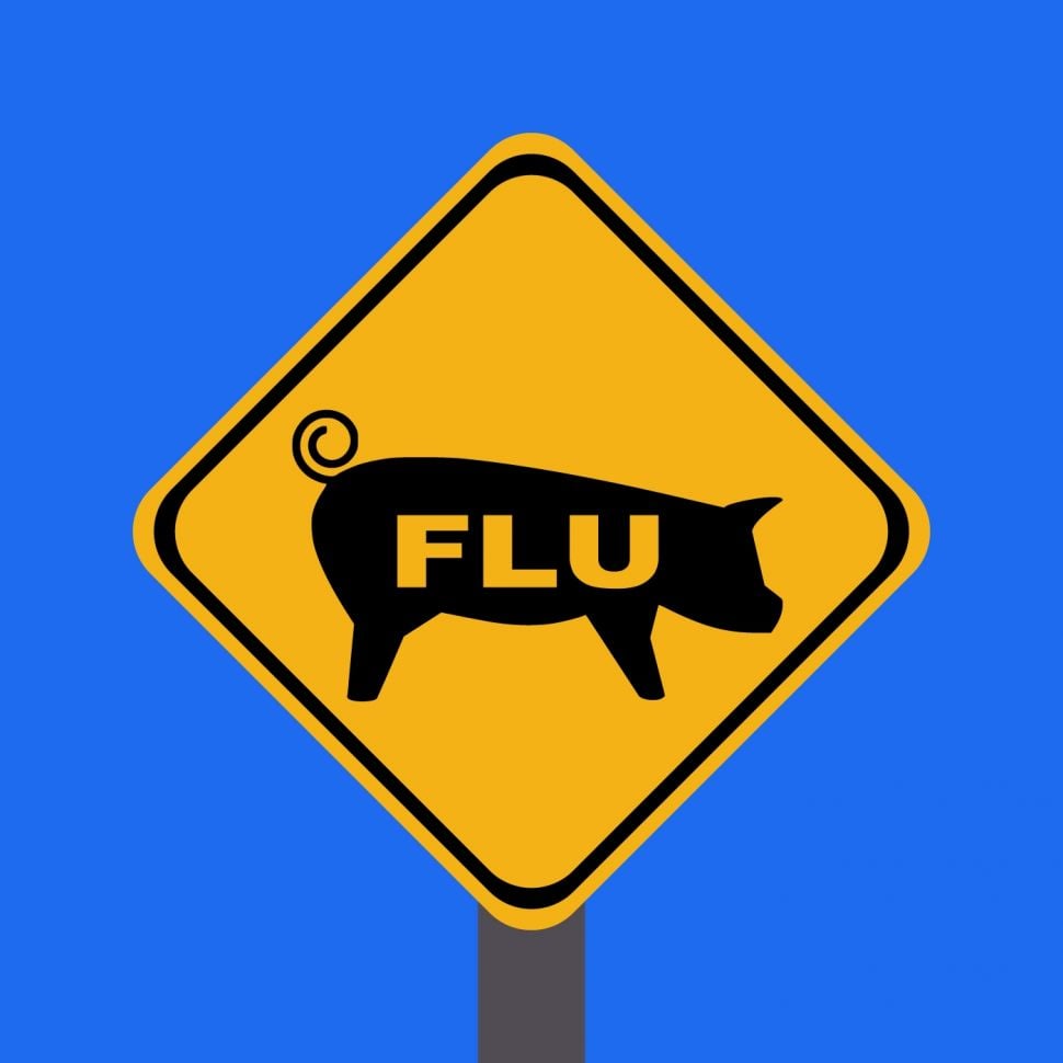 Ilustrasi flu babi. (Shutterstock)