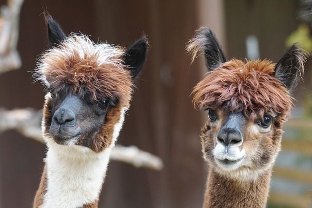 Hewan alpaca. (Pixabay)