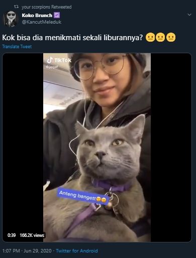 Gemes Nggak Ada Lawan, Kucing Ini Anteng Banget Diajak Traveling Naik Pesawat. (Twitter/@kancutmeleduk)
