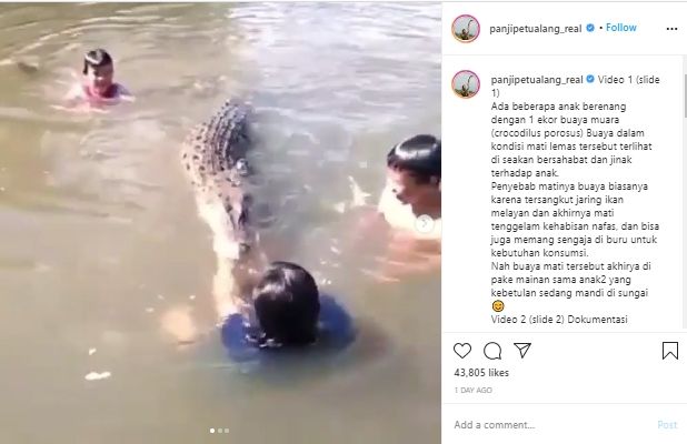 Kesaksian Panji Petualang soal video viral 3 anak berenang dengan buaya (Instagram).