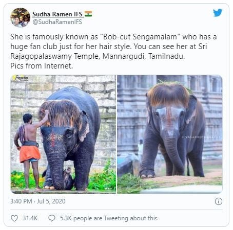 Gajah India dengan gaya rambut bob. (Twitter/@SudhaRamenIFS)