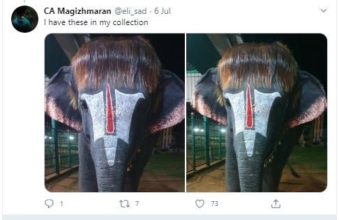 Gajah India dengan gaya rambut bob. (Twitter/@eli_sad)