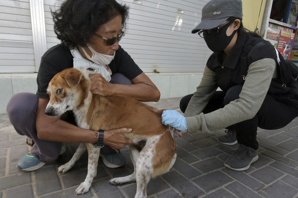 Vaksinasi Rabies saat Penerapan Normal Baru