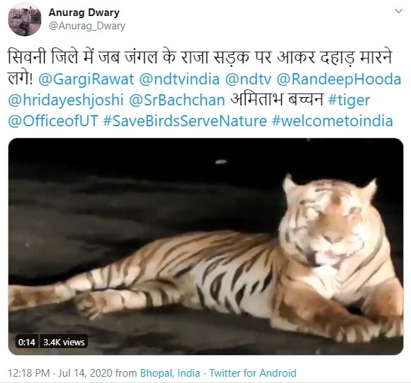 Harimau Nongkrong di Jalan Layang Madhya Pradesh. (Twitter/Anurag_Dwary)