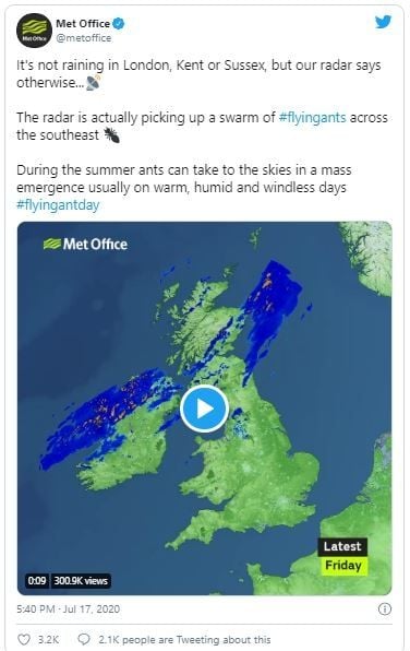 Semut terbang dikira hujan. (Twitter/@metoffice)