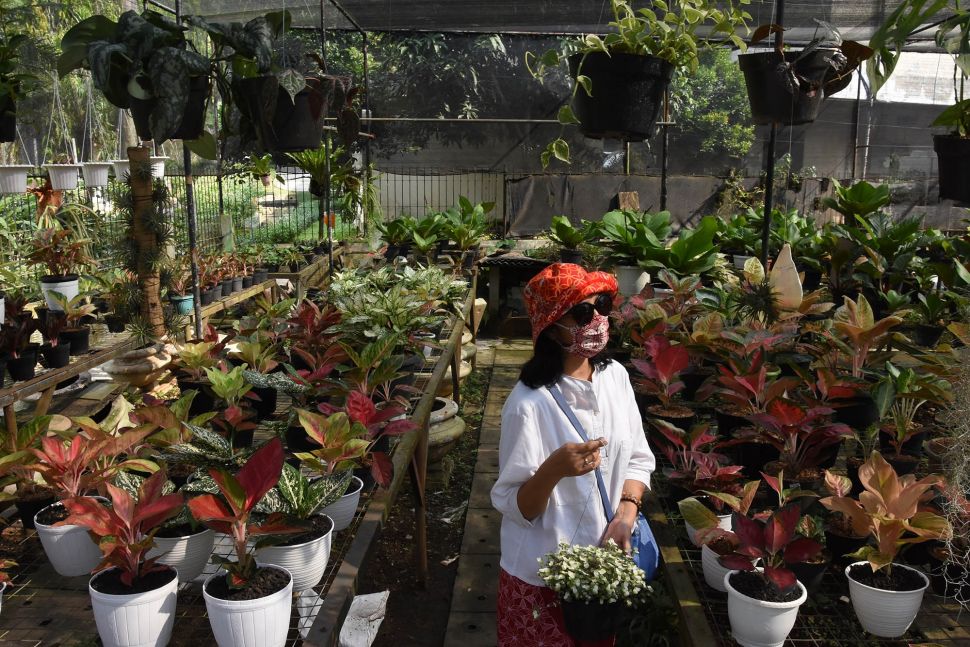 Penjualan Tanaman  Hias  Meningkat Ditengah Pandemi Covid 19 