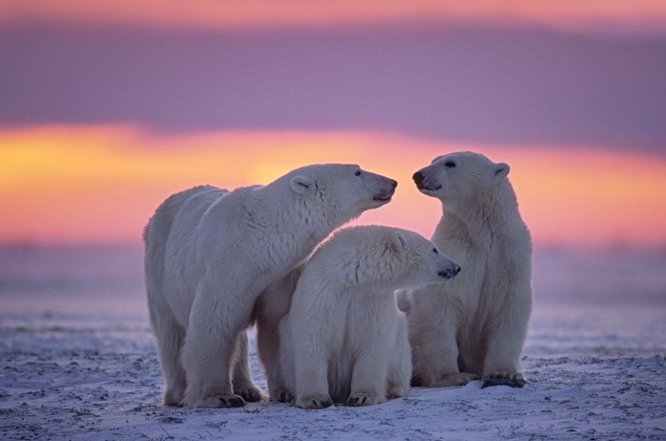 Beruang kutub. [Shutterstock]