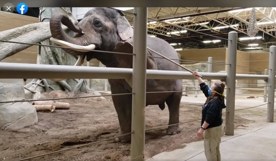 Seekor gajay tengah yoga. (Dok: Facebook/Columbus Zoo and Aquarium)