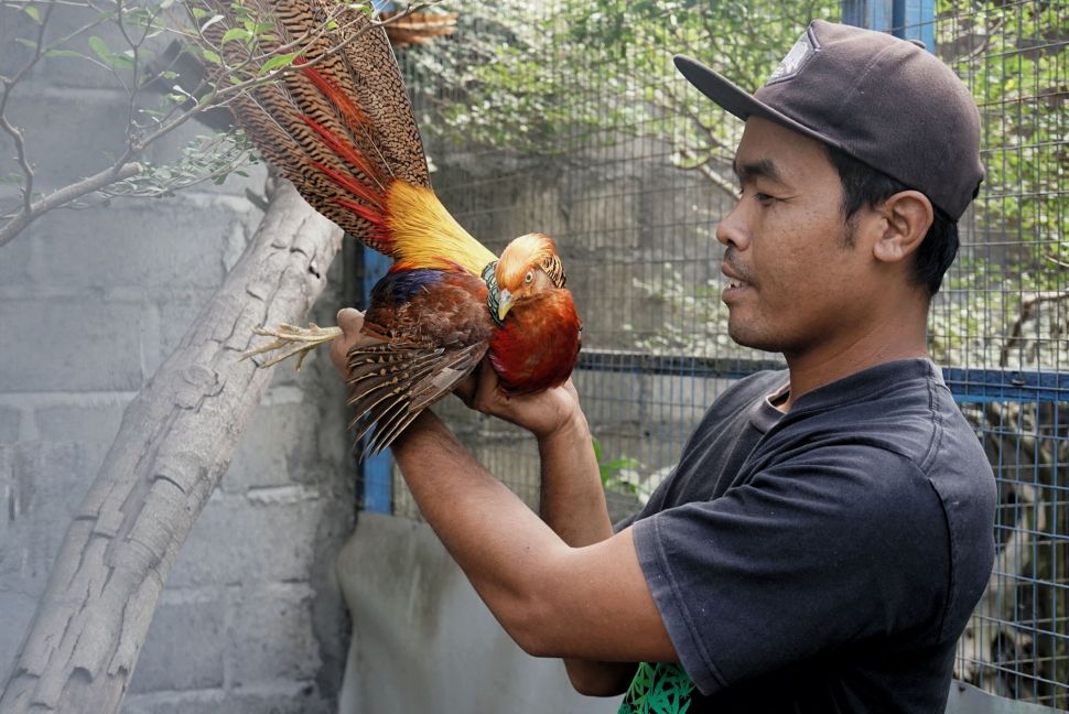 12 Jenis Ayam Pheasant Gambar Dan Harganya Daftarhewan Com