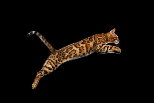 Kucing Bengal. (Shutterstock)