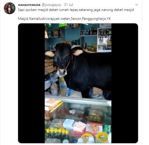 Sapi kurban jaga warung (Twitter/yussgayus)