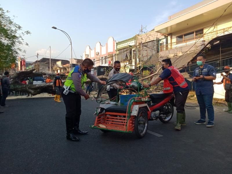 Pohon tumbang di Jalan Brigjen Slamet Riyadi Kota Malang, Sabtu (1/8/2020). (Suara.com/Azis Ramadani)