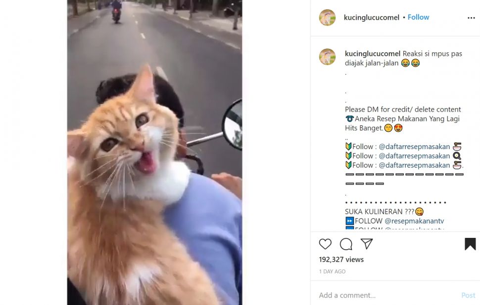 Kucing oranye pembonceng motor yang bikin gemas. (Instagram)