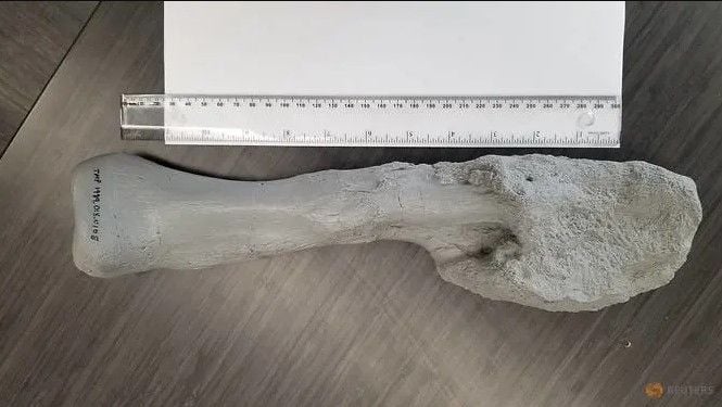 Kanker ganas pada fosil dinosaurus. (Reuters)