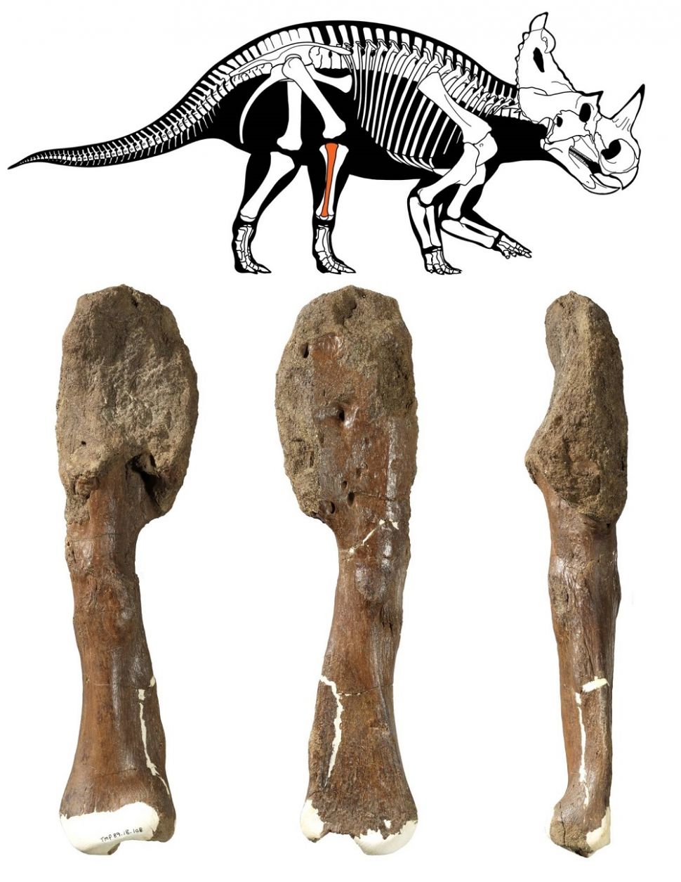 Fosil dinosaurus (Museum Royal Ontario / Universitas McMaster)