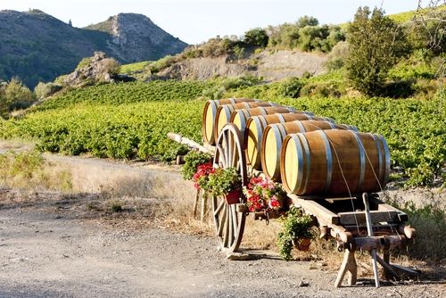 Kebun Anggur di Prancis Selatan. (Shutterstock)