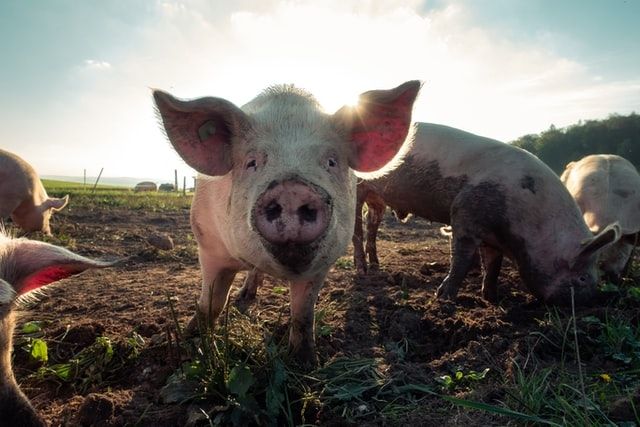 Ilustrasi babi (Unsplash/Pascal Debrunner)