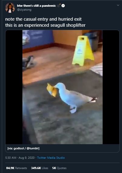 Gemas tapi Ngeselin, Aksi Burung Camar Ambil Makanan di Kafe Ini Viral. (Twitter/@ziyatong)