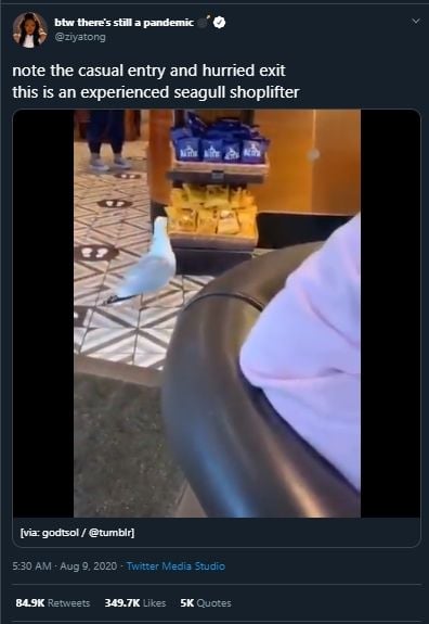 Gemas tapi Ngeselin, Aksi Burung Camar Ambil Makanan di Kafe Ini Viral. (Twitter/@ziyatong)