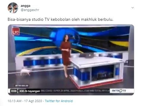 Kucing masuk studio TV (Twitter/anggaschr)