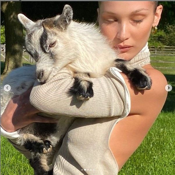 Bella Hadid peluk kambing. (Dok: Instagram/bellahadid)