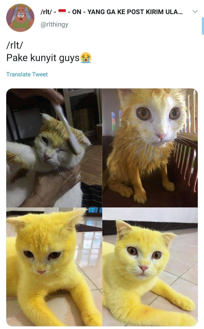 Diwarnai Pakai Kunyit  Kucing  Kuning ini Tuai Perdebatan 