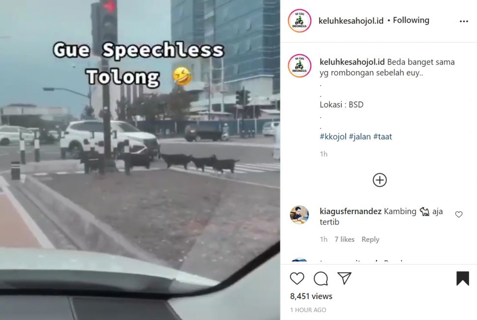 Rombongan kambing bikin pengguna jalan salah fokus. (Instagram)