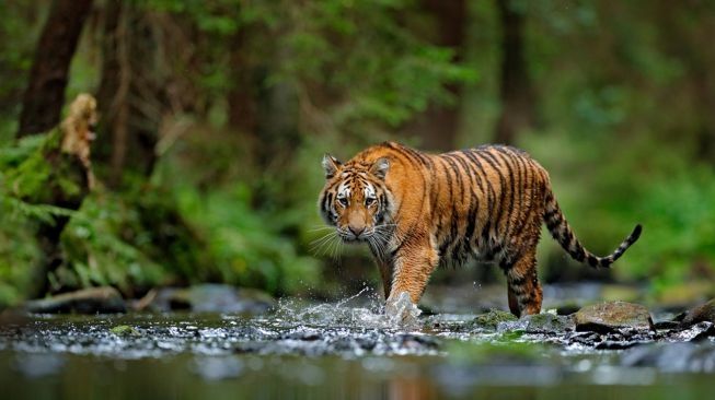 Ilustrasi harimau sumatera. (Shutterstock)