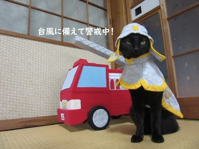 Cosplay kucing. (Dok: Twitter/@kigurumicyokor1)