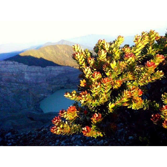 Akar panjang umur ialah tanaman yang banyak ditemui di gunung Dempo, Sumsel (suara.com/Tasmalinda)