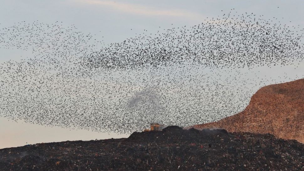 Ilustrasi burung migrasi. [Emmanuel Dunand/AFP]