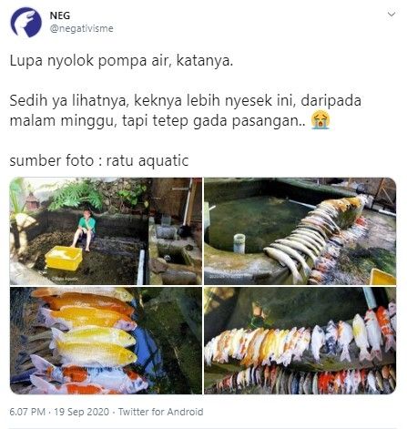 Puluhan ikan koi mati gegara luoa nyalakan pompa air (Twitter/negativisme)