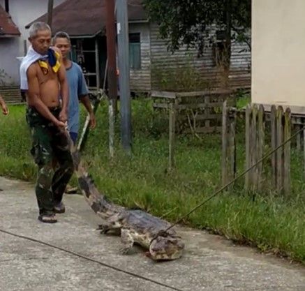 Warga Bika tangkap buaya yang lepas saat banjir. (Antara/ist)